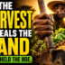 The harvest reveals the hand that held the hoe